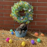 Hawk, a male German Shepherd Dog for sale in Columbus, IN – Photo 2 of 3