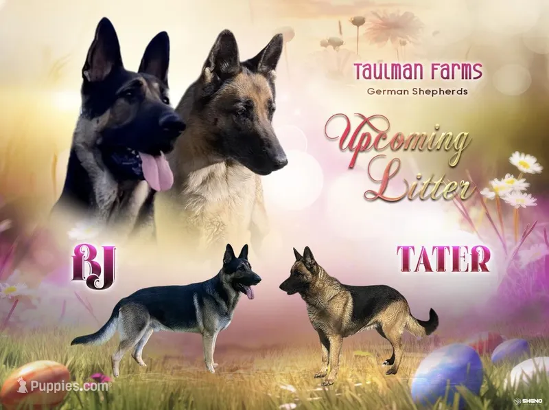 Upcoming Litter – German Shepherd Dog puppy for sale in Columbus, IN