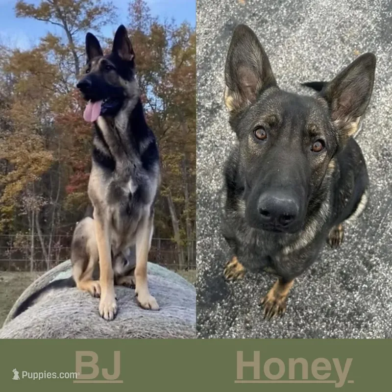 Upcoming Litter, a  German Shepherd Dog for sale in Columbus, IN – Photo 1 of 1