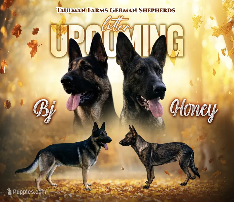 Upcoming Litter – German Shepherd Dog puppy for sale in Columbus, IN
