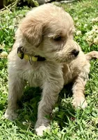 Sunny, a female Goldendoodle for sale in Florence, AL – 1 of 1