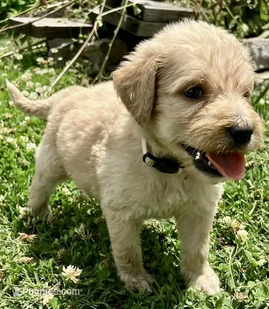 Betty White – Goldendoodle puppy for sale in Florence, AL