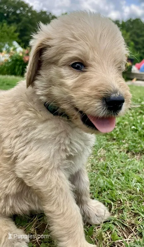 Poppi – Goldendoodle puppy for sale in Florence, AL