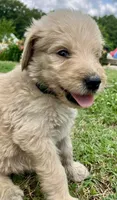 Poppi, a female Goldendoodle for sale in Florence, AL – 1 of 1
