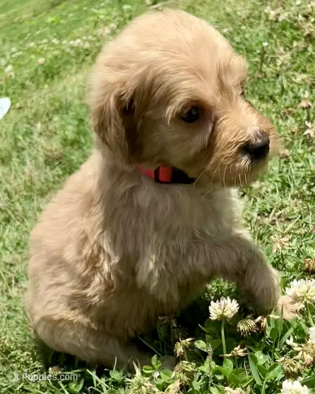 Bama – Goldendoodle puppy for sale in Florence, AL