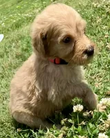 Bama, a male Goldendoodle for sale in Florence, AL – 1 of 1