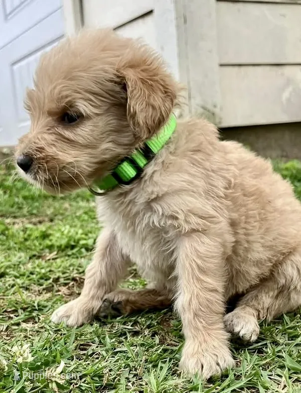 Daisy – Goldendoodle puppy for sale in Florence, AL