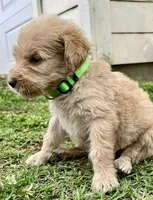 Daisy, a female Goldendoodle for sale in Florence, AL – 1 of 1