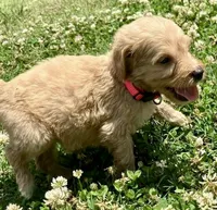 Barbie, a female Goldendoodle for sale in Florence, AL – 1 of 1