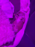 Tank Lolo, a male Rat Terrier and Yorkshire Terrier for sale in Willimantic, CT – Photo 2 of 10