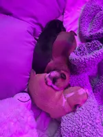 Tank Lolo, a male Rat Terrier and Yorkshire Terrier for sale in Willimantic, CT – Photo 10 of 10