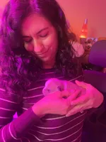 Tank Lolo, a male Rat Terrier and Yorkshire Terrier for sale in Willimantic, CT – Photo 4 of 10