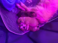 Tank Lolo, a male Rat Terrier and Yorkshire Terrier for sale in Willimantic, CT – Photo 5 of 10