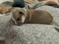 Tank Lolo, a male Rat Terrier and Yorkshire Terrier for sale in Willimantic, CT – Photo 3 of 10