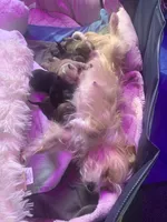 Tank Lolo, a male Rat Terrier and Yorkshire Terrier for sale in Willimantic, CT – Photo 8 of 10