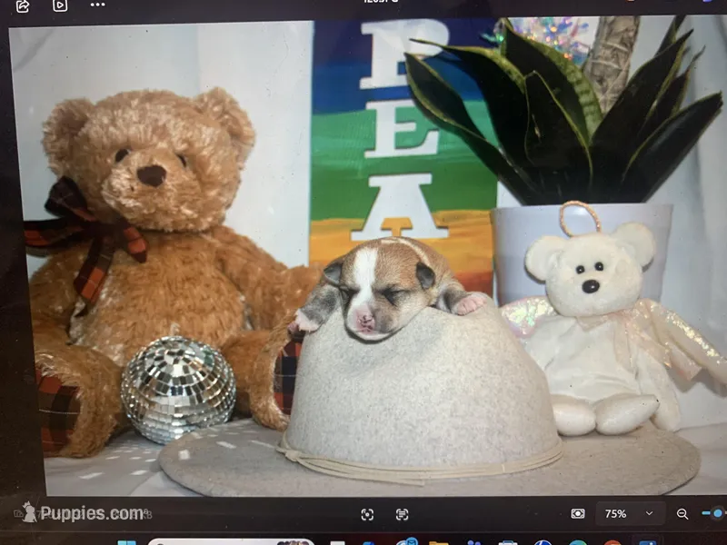 Tank Lolo – Rat Terrier, Yorkshire Terrier puppy for sale in Willimantic, CT