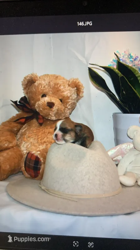 Airbender  – Rat Terrier, Yorkshire Terrier puppy for sale in Willimantic, CT