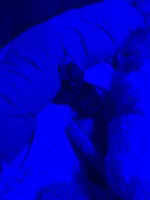 Airbender , a male Rat Terrier and Yorkshire Terrier for sale in Willimantic, CT – Photo 4 of 10