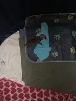 Airbender , a male Rat Terrier and Yorkshire Terrier for sale in Willimantic, CT – Photo 7 of 10