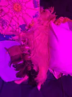 Airbender , a male Rat Terrier and Yorkshire Terrier for sale in Willimantic, CT – Photo 6 of 10