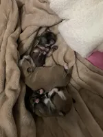 Airbender , a male Rat Terrier and Yorkshire Terrier for sale in Willimantic, CT – Photo 8 of 10