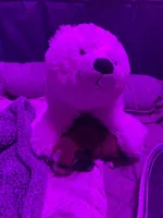 Airbender , a male Rat Terrier and Yorkshire Terrier for sale in Willimantic, CT – Photo 2 of 10