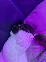 MoonPi, a male Rat Terrier and Yorkshire Terrier for sale in Willimantic, CT – Photo 4 of 10