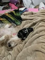 MoonPi, a male Rat Terrier and Yorkshire Terrier for sale in Willimantic, CT – Photo 10 of 10