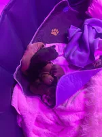 MoonPi, a male Rat Terrier and Yorkshire Terrier for sale in Willimantic, CT – Photo 8 of 10