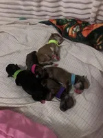 MoonPi, a male Rat Terrier and Yorkshire Terrier for sale in Willimantic, CT – Photo 7 of 10