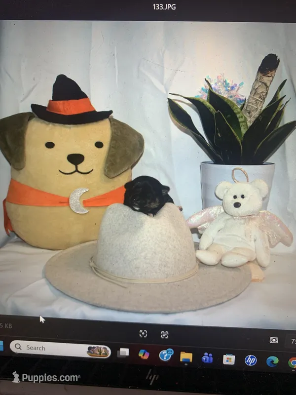 MoonPi – Rat Terrier, Yorkshire Terrier puppy for sale in Willimantic, CT