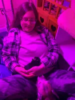 MoonPi, a male Rat Terrier and Yorkshire Terrier for sale in Willimantic, CT – Photo 2 of 10