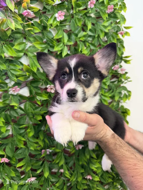 Henry – Cardigan Welsh Corgi, Pembroke Welsh Corgi puppy for sale in Jacksonville, FL