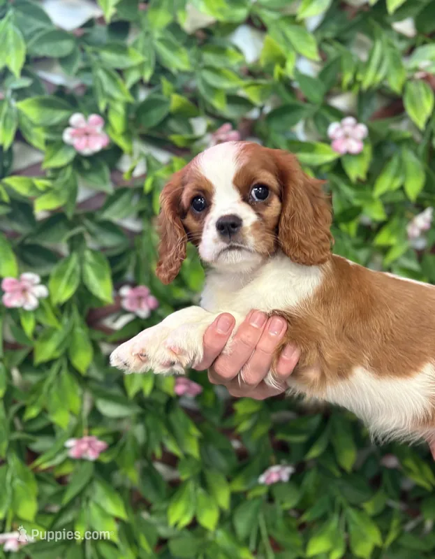 Charlotte – Cavalier King Charles Spaniel puppy for sale in Jacksonville, FL