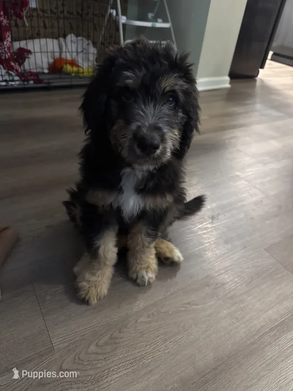Jax – Aussiedoodle puppy for sale in Charlotte, NC