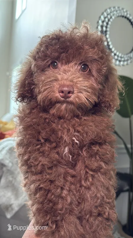 Marco – Poodle - Miniature  puppy for sale in Atlanta, GA