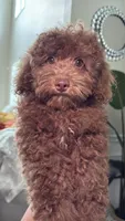 Marco, a male Poodle - Miniature  for sale in Atlanta, GA – 1 of 1