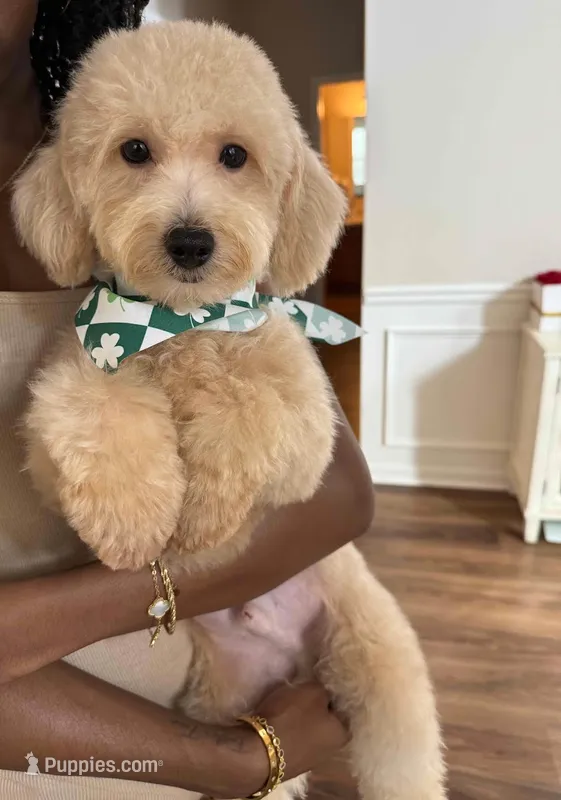 Cheddar – Maltipoo puppy for sale in Atlanta, GA