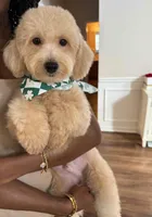 Cheddar, a male Maltipoo for sale in Atlanta, GA – 1 of 1