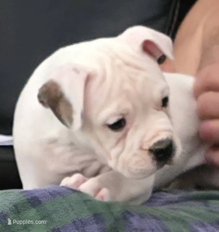 Jelly Roll – American Bulldog puppy for sale in Three Rivers, MI