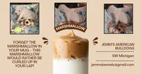 Marshmallow, a male American Bulldog for sale in Three Rivers, MI – 1 of 1