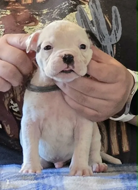 Rolo – American Bulldog puppy for sale in Three Rivers, MI