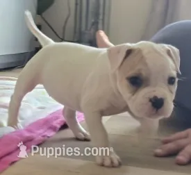 Reese – American Bulldog puppy for sale in Three Rivers, MI