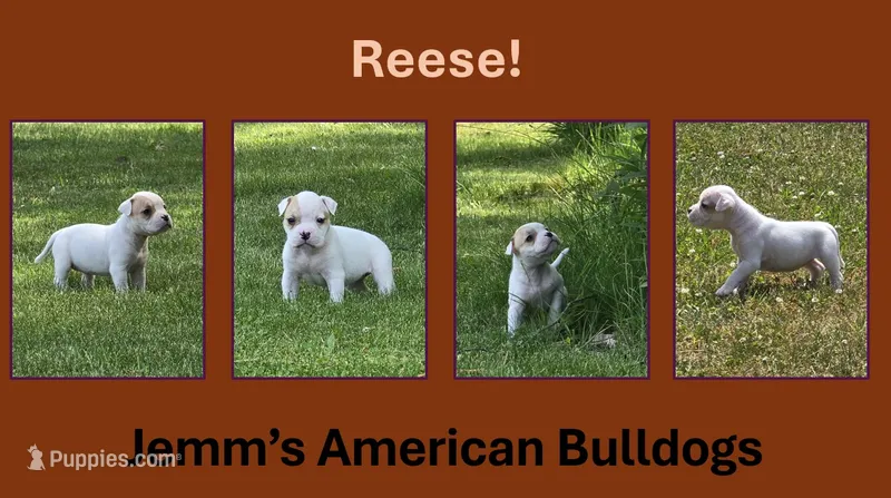 Reese – American Bulldog puppy for sale in Three Rivers, MI