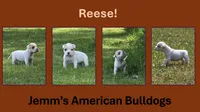 Reese, a female American Bulldog for sale in Three Rivers, MI – 1 of 1