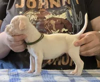 Smore's!, a male American Bulldog for sale in Three Rivers, MI – 2 of 2