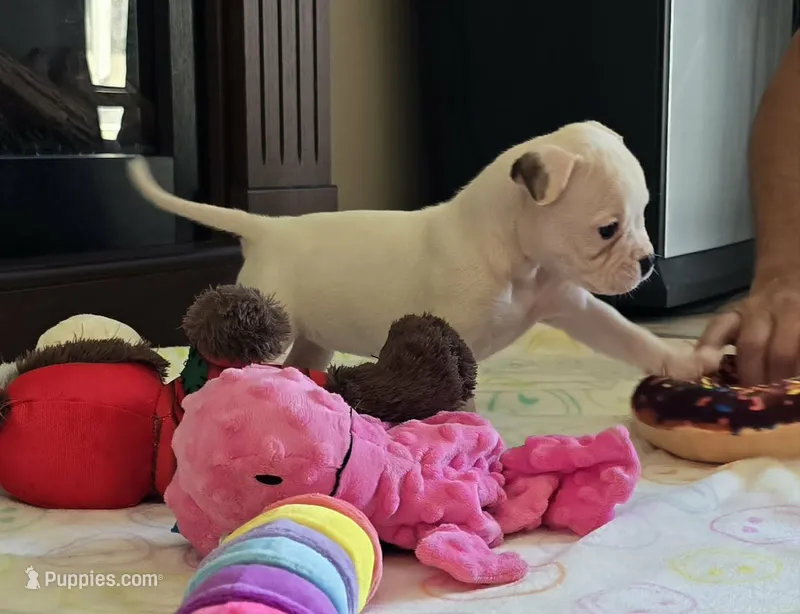 Jelly Roll – American Bulldog puppy for sale in Three Rivers, MI