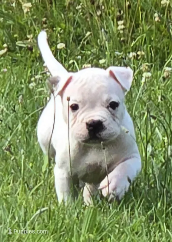 Jelly Roll – American Bulldog puppy for sale in Three Rivers, MI