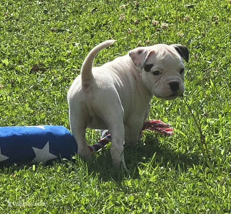 Rolo – American Bulldog puppy for sale in Three Rivers, MI