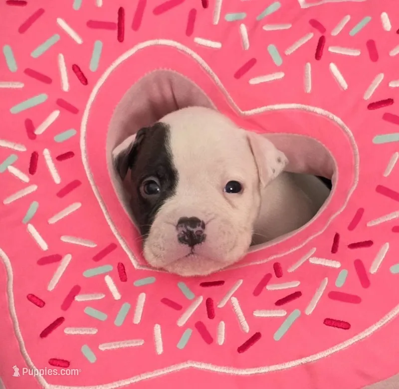 Fudge – American Bulldog puppy for sale in Three Rivers, MI